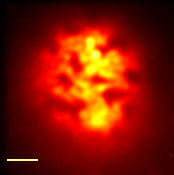 PvO-yeast-Sag1 - TIRF.png