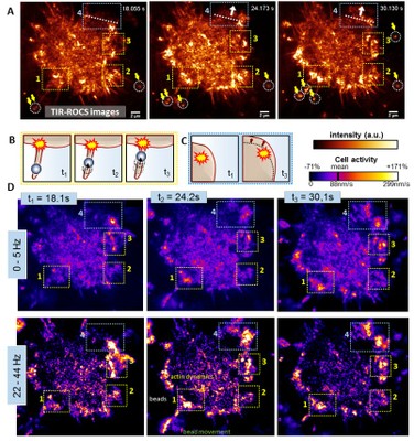 cellActivity
