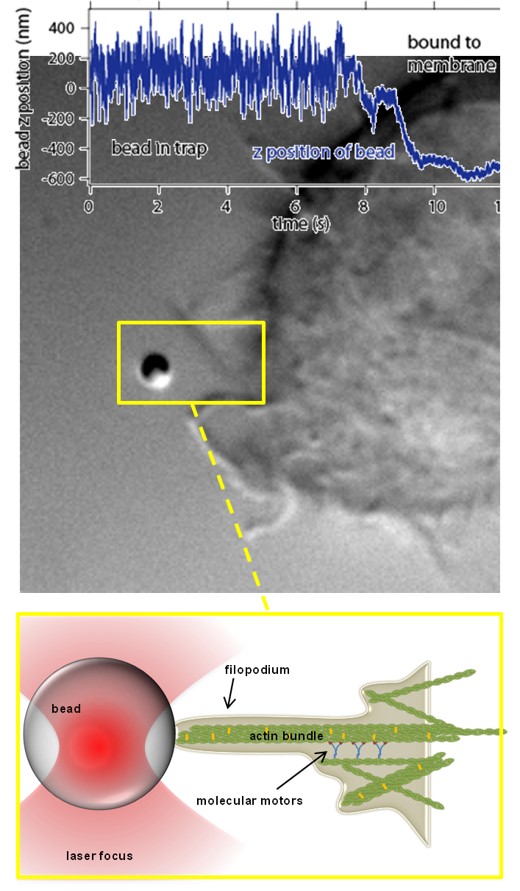 filopodia retraction