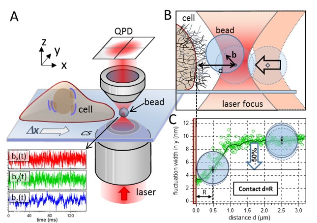particleCellInteraction